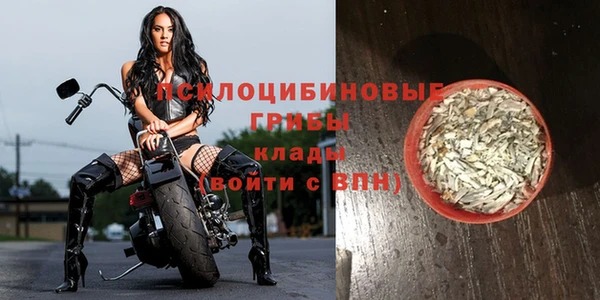 ПСИЛОЦИБИНОВЫЕ ГРИБЫ Горно-Алтайск