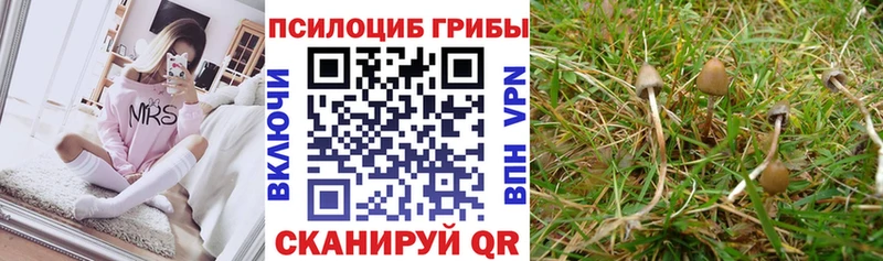 Псилоцибиновые грибы Psilocybine cubensis  как найти закладки  Горно-Алтайск 